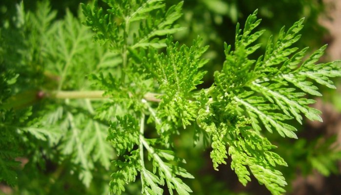 Lutter contre la malaria en Asie en Afrique et ailleurs : l’Artemisia annua